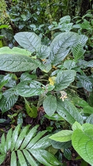 Witheringia macrantha image