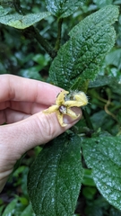 Witheringia macrantha