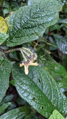 Witheringia macrantha