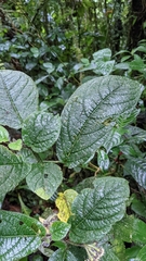 Witheringia macrantha