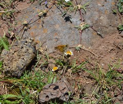 Atalopedes campestris huron