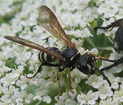 Cerceris nigrescens