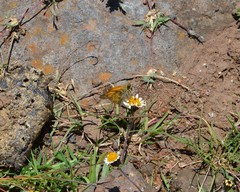 Atalopedes campestris huron