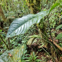 Anthurium concinnatum