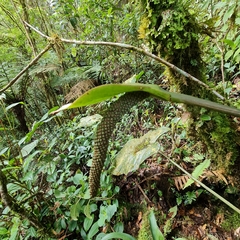 Anthurium concinnatum