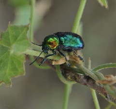 Chrysochares asiaticus