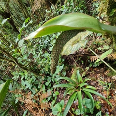 Anthurium concinnatum