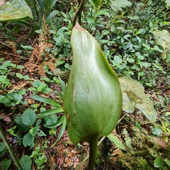 Anthurium concinnatum