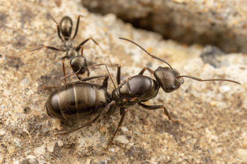 Representative image of Cataglyphis cursor