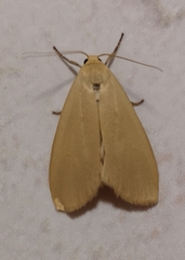 Eilema griseola