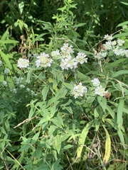 Pycnanthemum verticillatum