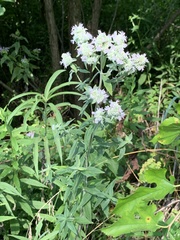 Pycnanthemum verticillatum