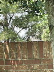 Thryothorus ludovicianus