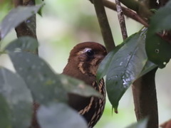 Chamaeza campanisona