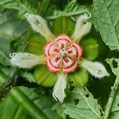 Nasa triphylla rudis