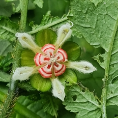 Nasa triphylla rudis