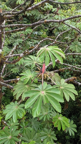 Image of Cecropia Angustifolia (Cecropia angustifolia) by no rights reserved
