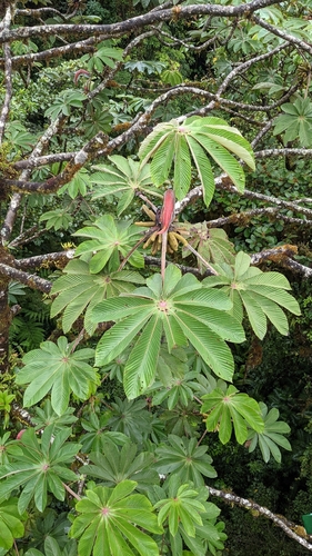 Image of Cecropia Angustifolia (Cecropia angustifolia) by no rights reserved