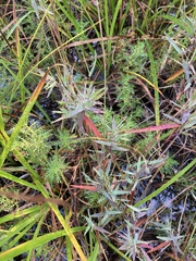 Dichanthelium longiligulatum