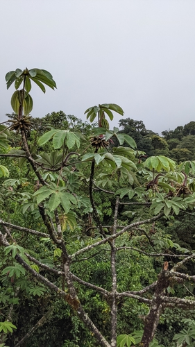 Image of Cecropia Angustifolia (Cecropia angustifolia) by no rights reserved