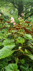 Begonia grandis
