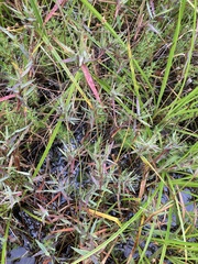 Dichanthelium longiligulatum