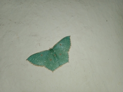 Cyclothea disjuncta