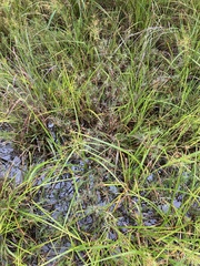 Dichanthelium longiligulatum