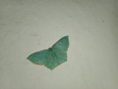 Cyclothea disjuncta