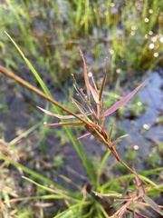 Dichanthelium longiligulatum