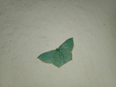 Cyclothea disjuncta