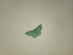 Cyclothea disjuncta