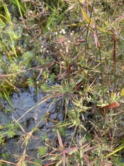 Dichanthelium longiligulatum