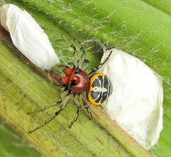 Camaricus nigrotesselatus