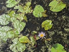 Nymphaea elegans