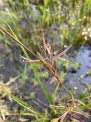 Dichanthelium longiligulatum