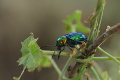 Chrysochares asiaticus