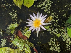 Nymphaea elegans