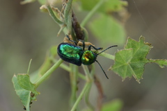 Chrysochares asiaticus