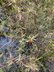 Dichanthelium longiligulatum