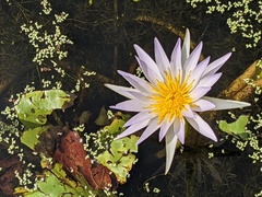 Nymphaea elegans