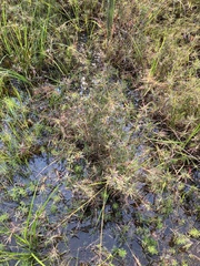 Dichanthelium longiligulatum