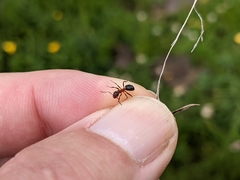 Formica pressilabris