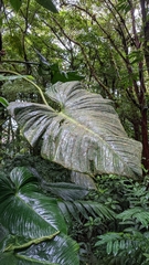 Philodendron thalassicum