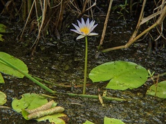 Nymphaea elegans