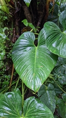 Philodendron thalassicum
