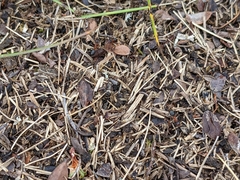 Formica pressilabris