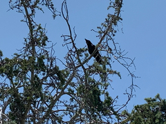 Corvus
