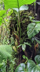 Philodendron thalassicum