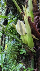 Philodendron thalassicum